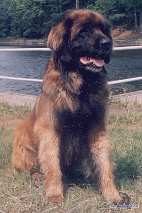 Leonberger, pes