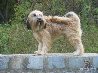 Tibetský teriér, pes (1 rok)