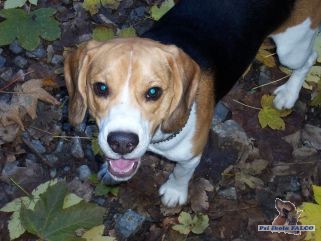 Beagle, pes (14 měs.)