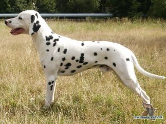 Dalmatin, pes (2 roky)
