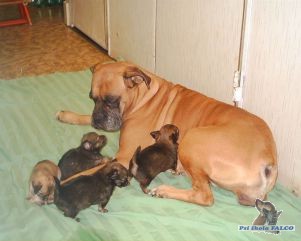 Boxer, fena (9 let) + tata ivavy (5 tdn)