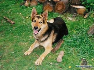 Německý ovčák, pes (6 let)