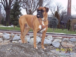 Boxer, pes (4 roky)