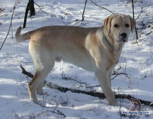 Labrador, pes (10 měs.)