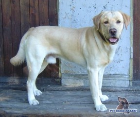 Labrador, pes (18 měs.)