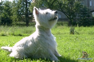 West highland white terrier, pes (16 měs.)