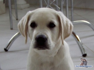 Labrador, pes (11 týdnů)