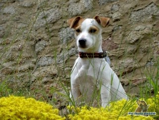 Parson Russell Terrier, fena (16 měs.)