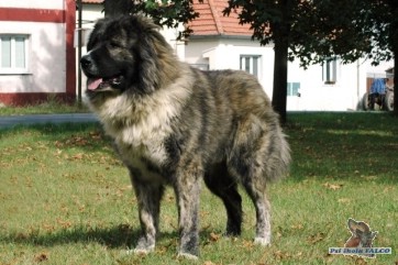 Kavkazský pastevecký pes, pes (2 roky)