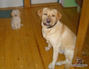 Labrador a trpasličí pudl, psi (2 roky, 7 měs.)