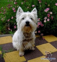 West Highland White Terrier, pes (2,5 roku)