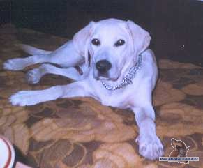 Labrador, pes (2,5 roku)