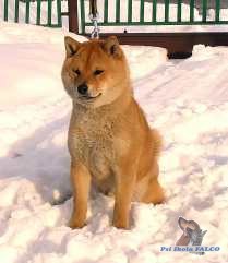 Shiba-inu, pes (7 měsíců)