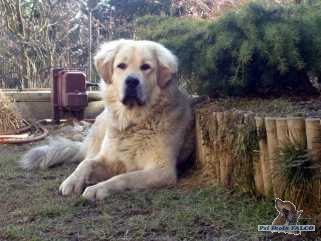 Tibetská doga, pes (2 roky)