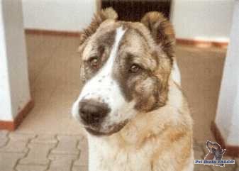 Středoasijský pastevecký pes, fena (2 roky)
