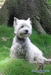 West Highland White Terrier, pes (6 let)