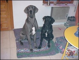 Německá doga/kříženec labradora, pes/pes (8 měsíců/2 roky)
