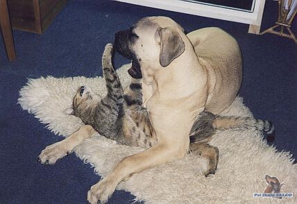 Kočka a pes:)