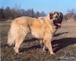 Šarplaninský pastevecký pes, pes (12 měsíců)