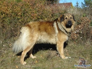 Kavkazský pastevecký pes, pes (3 roky)