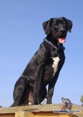 Americký buldok x výmarský ohař, pes (7 měsíců)