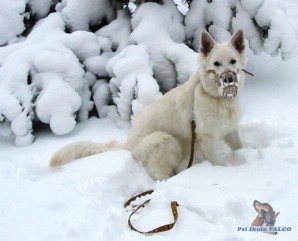 Bílý švýcarský ovčák, pes (7 měsíců)