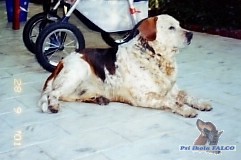Kříženec australského honáckého psa a beagla, pes (7 let)