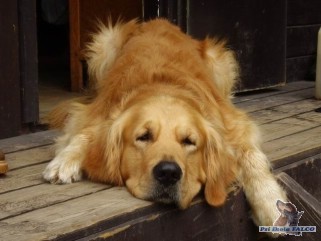 Zlatý retrívr, pes (5 let)