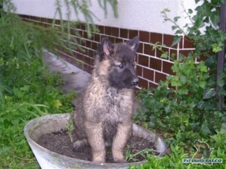 Belgický ovčák tervueren, pes (3 měsíce)