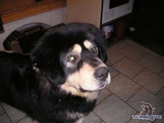 Tibetská doga, pes (7 měsíců)