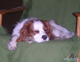 Cavalier King Charles Spaniel, pes (1,5 roku)
