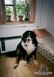 Bernský salašnický pes, (stáří 1,5 roku)