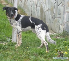 Český strakatý pes, pes (15 měsíců)