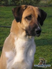 Anatolský pastevecký pes, fena (3 roky)