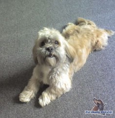 Lhasa Apso, pes (8 let)