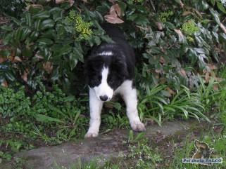 Border kolie, pes (2,5 měsíce)