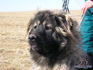 Kavkazský pastevecký pes, pes (12 měsíců)