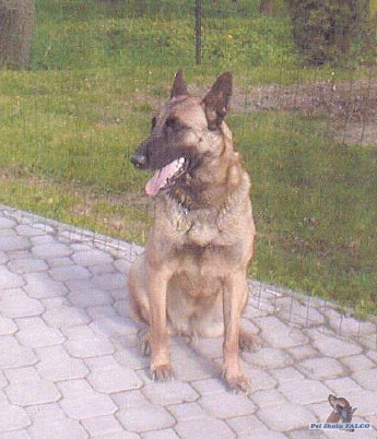 Belgick ovk malinois, fena (8 let)