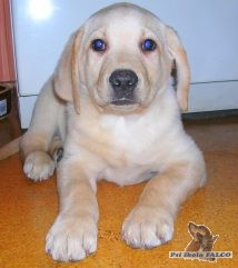 Labrador, pes (2 měsíce)