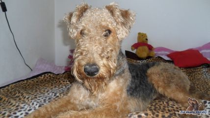 Airedale terrier, pes (3 měsíce)