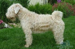 Irish soft coated wheaten terrier, fena (2 roky)