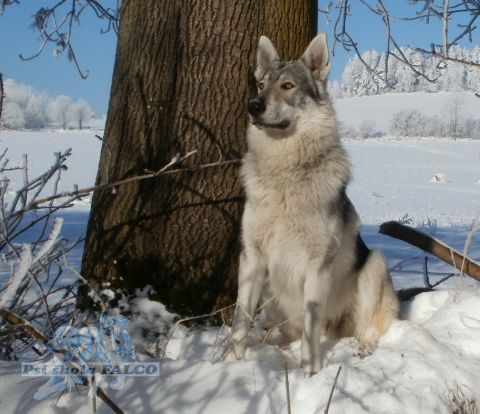 Československý vlčák, pes (1 rok)