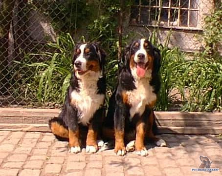Bernský salašnický pes (zleva pes a fena)