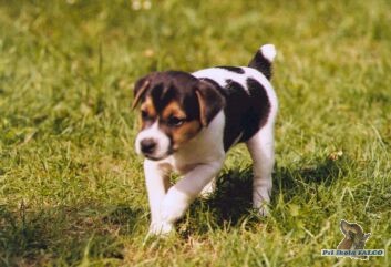 Parson Russel Terrier, pes (3měs.)