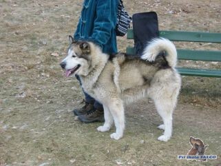 Aljašský malamut, pes (4,5 roku)