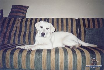 Labrador, štěně (pes 5 měs.)