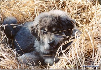 Tibetská doga, pes (3 měs.)