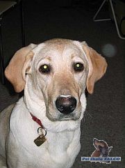 Labrador, pes (9 měs.)