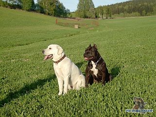 Labrador, pes (9 měs.) + AST, fena (2,5 roku)