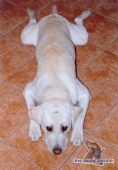 Labrador, pes